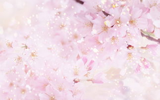 《炫彩梅花 春日壁纸的浪漫绽放》