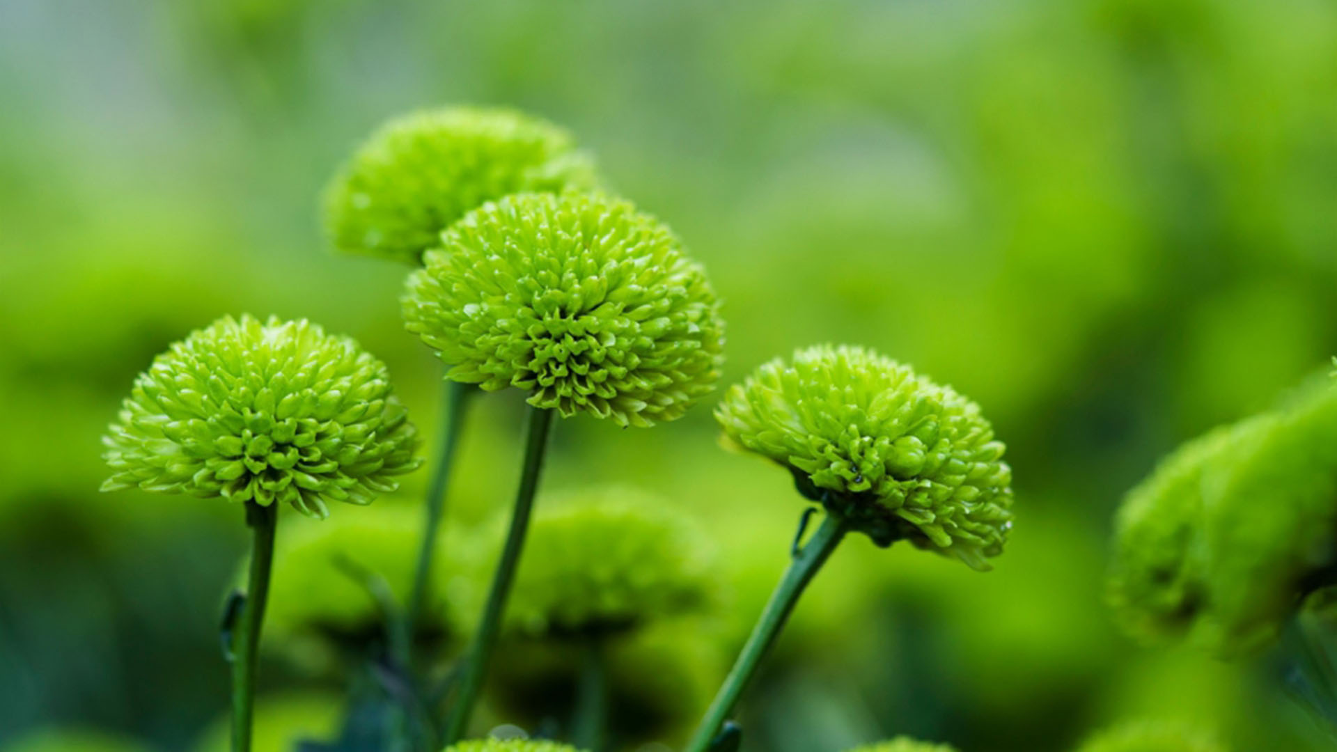 唯美花卉高清桌面壁纸高清大图预览1920&times;1200_植物壁纸下载_美桌网
